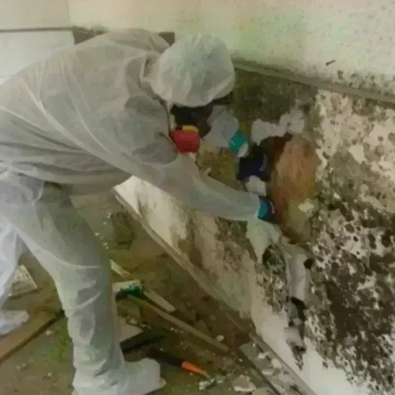 Mold Remediation and Removal in Germantown, WI